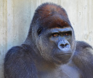 silverback gorilla
